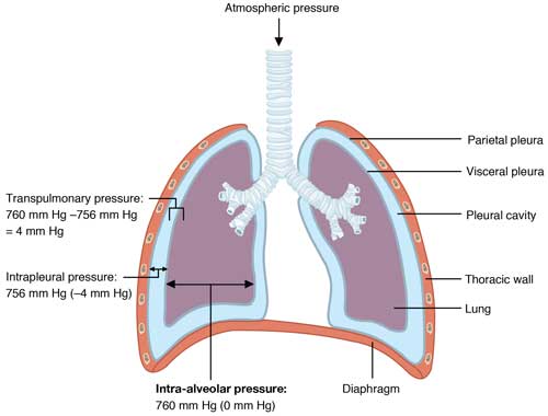 Intrapulmonary and Intrapleural Pressure Relationships